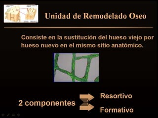 osteogénesis y remodelado óseo