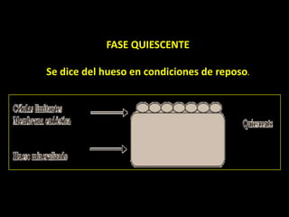 osteogénesis y remodelado óseo