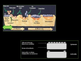 osteogénesis y remodelado óseo