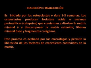 osteogénesis y remodelado óseo