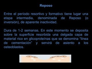 osteogénesis y remodelado óseo