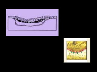 osteogénesis y remodelado óseo