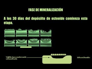 osteogénesis y remodelado óseo