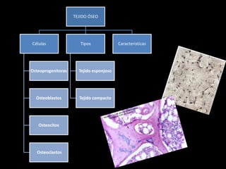 osteogénesis y remodelado óseo