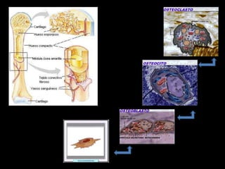 osteogénesis y remodelado óseo