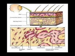 osteogénesis y remodelado óseo