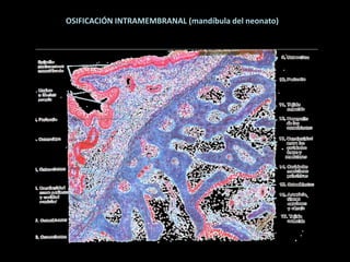 osteogénesis y remodelado óseo