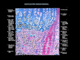 osteogénesis y remodelado óseo