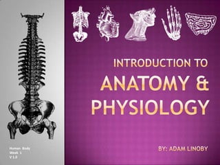 INTRODUCTION TO ,[object Object],Anatomy & physiology,[object Object],by: adamlinoby,[object Object],Human  Body,[object Object],Week  1,[object Object],V 1.0,[object Object]