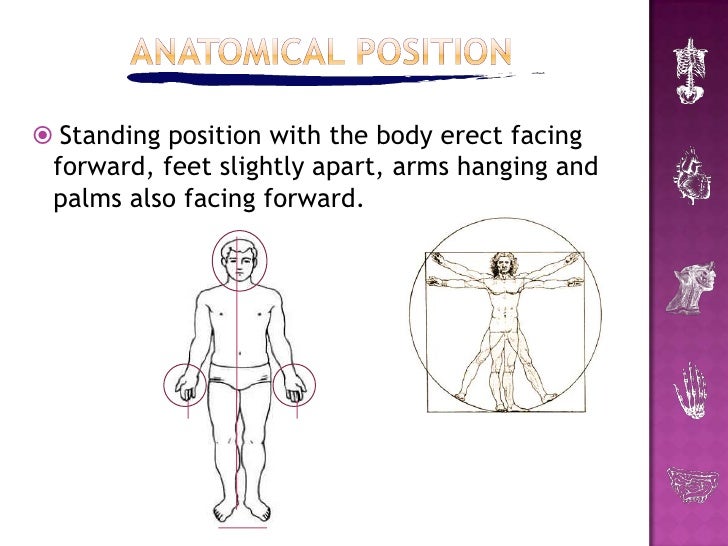 Introduction to Human Anatomy