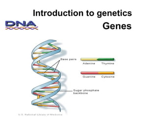 Genes Introduction to genetics 