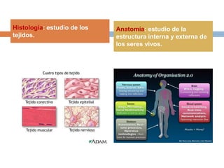 Histología