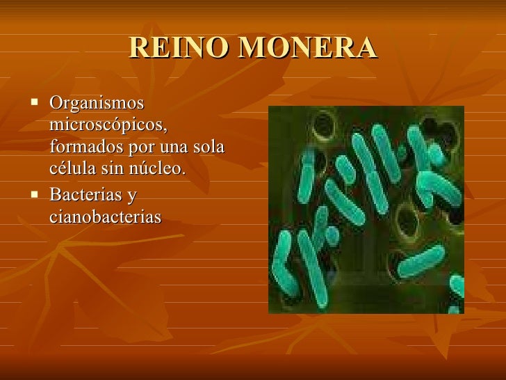 O Reino Monera é Constituído Por Organismos Unicelulares