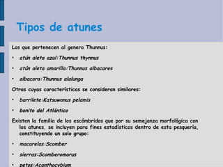 Tipos de atunes Los que pertenecen al genero Thunnus: atún aleta azul:Thunnus thynnus atún aleta amarilla:Thunnus albacares  albacora:Thunnus alalunga Otras cuyas características se consideran similares: barrilete:Katsuwonus pelamis bonito del Atlántico Existen la familia de los escómbridos que por su semejanza morfológica con los atunes, se incluyen para fines estadísticos dentro de esta pesquería, constituyendo un solo grupo: macarelas:Scomber sierras:Scomberomorus petos:Acanthocybium 