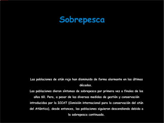 Sobrepesca Las poblaciones de atún rojo han disminuido de forma alarmante en las últimas décadas.  Las poblaciones dieron síntomas de sobrepesca por primera vez a finales de los años 60. Pero, a pesar de las diversas medidas de gestión y conservación introducidas por la ICCAT (Comisión internacional para la conservación del atún del Atlántico), desde entonces, las poblaciones siguieron descendiendo debido a la sobrepesca continuada. 
