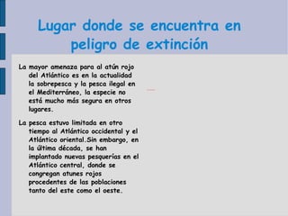 Lugar donde se encuentra en peligro de extinción La mayor amenaza para al atún rojo del Atlántico es en la actualidad la sobrepesca y la pesca ilegal en el Mediterráneo, la especie no está mucho más segura en otros lugares. La pesca estuvo limitada en otro tiempo al Atlántico occidental y el Atlántico oriental.Sin embargo, en la última década, se han implantado nuevas pesquerías en el Atlántico central, donde se congregan atunes rojos procedentes de las poblaciones tanto del este como el oeste.   