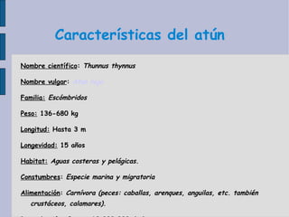 Características del atún Nombre científico :  Thunnus thynnus Nombre vulgar :   Atún rojo   Familia:  Escómbridos Peso:  136-680 kg Longitud:  Hasta 3 m Longevidad:  15 años Habitat:   Aguas costeras y pelágicas. Constumbres :  Especie marina y migratoria Alimentación :  Carnívora (peces: caballas, arenques, anguilas, etc. también crustáceos, calamares). Reproducción :  Puesta 10.000.000 de huevos. 