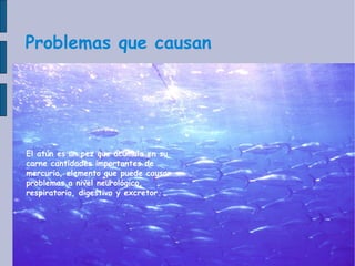 Problemas que causan El atún es un pez que acumula en su carne cantidades importantes de mercurio, elemento que puede causar problemas a nivel neurológico, respiratorio, digestivo y excretor. 