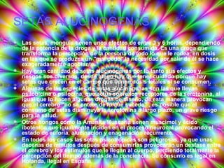 SETAS ALUCINOGENAS Las setas, monguis tienen unos efectos de entre 3 y 6 horas, dependiendo de la potencia de la droga y la cantidad consumida. Es una droga que transforma la percepción de la persona de todo lo que le rodea, en dosis en las que se produzca un "mal pedo" la necesidad por salir de él se hace exageradamente agobiante.  Hay gran cantidad de setas alucinógenas por lo tanto sus efectos y riesgos sos diversos, desde luego hay que tener cuidado porque hay setas que crecen en el campo que tienen dosis letales si se consumen.  Algunas de las especies de setas alucinógenas son las que llevan psilobicina o psilocina, que actua sobre los receptores de la serotonina, al igual que lo hacen algunas drogas de diseño, de esta manera provocan que el cerebro "no se entere de lo que sucede" , es posible que el consumo de setas disminuya la serotonina a largo plazo, un grave riesgo para la salud. Otros hongos como la Amanita Muscaria tienen muscimol y ácido iboténico que igualmente inciden en el proceso neuronal provocando el estado de euforia, alucinación y enagenación recurrente.  En todos los casos las setas psicotrópicas son peligrosas, ya que unas decenas de minutos después de consumirlas provocarán un desfase entre el cerebro y los estimulos que le llegan al cuerpo, perdiendo totalmente la percepción del tiempo además de la conciencia. Su consumo es legal en Holanda, ilegal en España . 