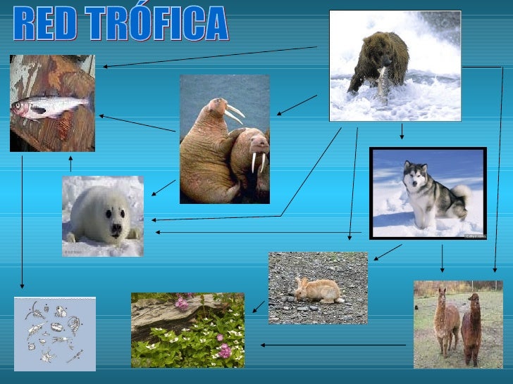 cadena trofica bosque boreal alaska cadena trofica bosque boreal alaska