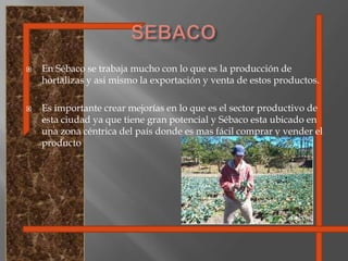 SEBACOEn Sébaco se trabaja mucho con lo que es la producción de hortalizas y asi mismo la exportación y venta de estos productos.Es importante crear mejorías en lo que es el sector productivo de esta ciudad ya que tiene gran potencial y Sébaco esta ubicado en una zona céntrica del país donde es mas fácil comprar y vender el producto