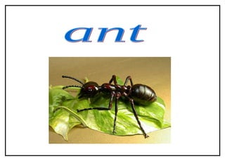 ant 