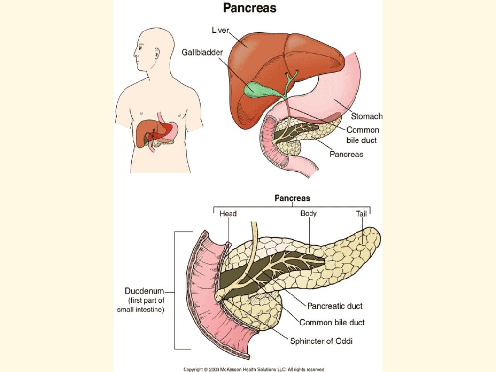 Anatomia: HIgado. pancreas, bazo y vias biliares