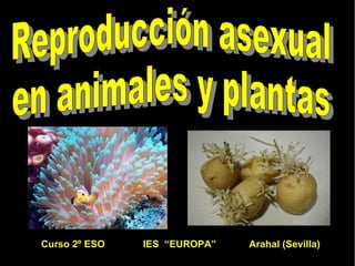Curso 2º ESO  IES  “EUROPA”  Arahal (Sevilla)  Reproducción asexual en animales y plantas 