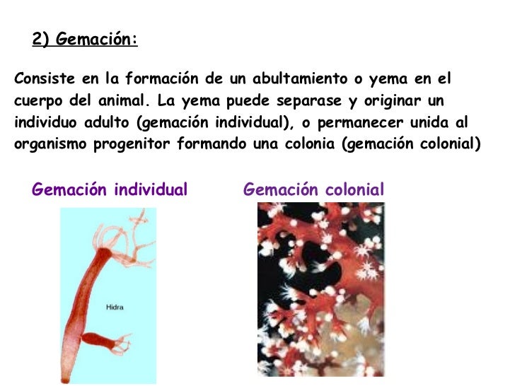 Resultado de imagen para GEMACION EN UNICELULARES