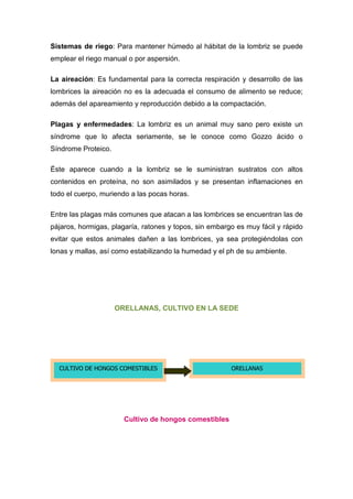 Sistemas de riego: Para mantener húmedo al hábitat de la lombriz se puede
emplear el riego manual o por aspersión.

La aireación: Es fundamental para la correcta respiración y desarrollo de las
lombrices la aireación no es la adecuada el consumo de alimento se reduce;
además del apareamiento y reproducción debido a la compactación.

Plagas y enfermedades: La lombriz es un animal muy sano pero existe un
síndrome que lo afecta seriamente, se le conoce como Gozzo ácido o
Síndrome Proteico.

Éste aparece cuando a la lombriz se le suministran sustratos con altos
contenidos en proteína, no son asimilados y se presentan inflamaciones en
todo el cuerpo, muriendo a las pocas horas.

Entre las plagas más comunes que atacan a las lombrices se encuentran las de
pájaros, hormigas, plagaría, ratones y topos, sin embargo es muy fácil y rápido
evitar que estos animales dañen a las lombrices, ya sea protegiéndolas con
lonas y mallas, así como estabilizando la humedad y el ph de su ambiente.




                     ORELLANAS, CULTIVO EN LA SEDE




  CULTIVO DE HONGOS COMESTIBLES                         ORELLANAS




                       Cultivo de hongos comestibles
 