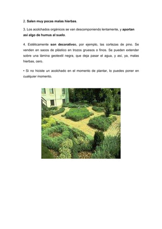 2. Salen muy pocas malas hierbas.

3. Los acolchados orgánicos se van descomponiendo lentamente, y aportan
así algo de humus al suelo.

4. Estéticamente son decorativos, por ejemplo, las cortezas de pino. Se
venden en sacos de plástico en trozos gruesos o finos. Se pueden extender
sobre una lámina geotextil negra, que deja pasar el agua, y así, ya, malas
hierbas, cero.

• Si no hiciste un acolchado en el momento de plantar, lo puedes poner en
cualquier momento.
 