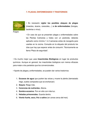 7. PLAGAS, ENFERMEDADES Y TRASTORNOS




                 • Es necesario vigilar los posibles ataques de plagas
                 (insectos, ácaros, caracoles,...) o de enfermedades (hongos,
                 bacterias o virus).
Pulgón
                 • En caso de que se presenten plagas o enfermedades sobre
                 las Plantas Culinarias y trates con un pesticida, deberás
                 aplicarlo como mínimo 1 ó 2 semanas antes de recogerla para
                 usarlas en la cocina. Consulta en la etiqueta del producto los
                 días que hay que esperar antes de consumir. Técnicamente se
                 llama 'Plazo de seguridad'.



• Es mucho mejor que uses Insecticidas Biológicos en lugar de productos
químicos. Aunque en general, los insecticidas biológicos son menos eficaces
para matar a los parásitos que los convencionales.

• Aparte de plagas y enfermedades, se pueden dar varios trastornos:



   1. Excesos de agua que pudren las raíces y muere la planta (demasiado
         riego, suelos compactos que se encharcan)
   2. Sequía. Riega más.
   3. Carencias de nutrientes. Abona.
   4. Sombra excesiva. Pon en sitio con más luz.
   5. Heladas primaverales. Guarda dentro.
   6. Viento fuerte, seco, frío o salino (en zonas cerca del mar).
 