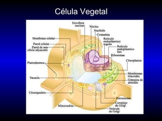 Célula Vegetal 