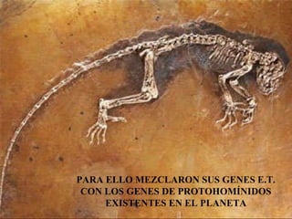 PARA ELLO MEZCLARON SUS GENES E.T. CON LOS GENES DE PROTOHOMÍNIDOS EXISTENTES EN EL PLANETA 