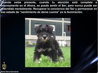 María Elena Sarmiento Cuando estás presente, cuando tu atención está completa e intensamente en el Ahora, se puede sentir el Ser, pero nunca puede ser entendido mentalmente. Recuperar la conciencia del Ser y permanecer en ese estado de “sentimiento de darse cuenta” es la Iluminación. 