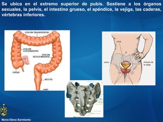 Se ubica en el extremo superior de pubis. Sostiene a los órganos sexuales, la pelvis, el intestino grueso, el apéndice, la vejiga, las caderas, vértebras inferiores.  María Elena Sarmiento 