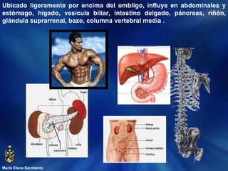 María Elena Sarmiento Ubicado ligeramente por encima del ombligo, influye en a bdominales y estómago, hígado, vesícula biliar, intestino delgado, páncreas, riñón, glándula suprarrenal, bazo, columna vertebral media  . 