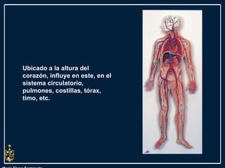 María Elena Sarmiento Ubicado a la altura del corazón, influye en este, en el sistema circulatorio, pulmones, costillas, tórax, timo, etc. 