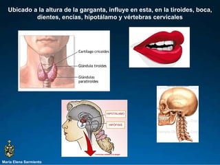 María Elena Sarmiento Ubicado a la altura de la garganta, influye en esta, en la tiroides, boca, dientes, encías, hipotálamo y vértebras cervicales 