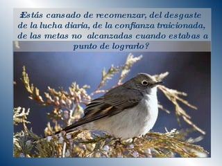 ¿Estás cansado de recomenzar, del desgaste de la lucha diaria, de la confianza traicionada,  de las metas no  alcanzadas cuando estabas a punto de lograrlo?  