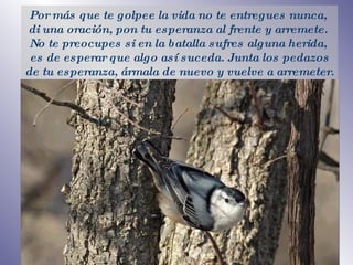 P or más que te golpee la vida no te entregues nunca,  di una oración, pon tu esperanza al frente y arremete .   N o te preocupes si en la batalla sufres alguna herida,  es de esperar que algo así suceda. Junta los pedazos de tu esperanza, ármala de nuevo y vuelve a arremeter. 
