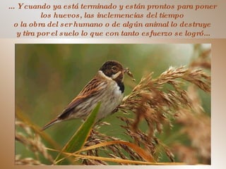 ... Y cuando ya está terminado y están prontos para poner  los huevos, las inclemencias del tiempo  o la obra del ser humano o de algún animal lo destruye  y tira por el suelo lo que con tanto esfuerzo se logró... 