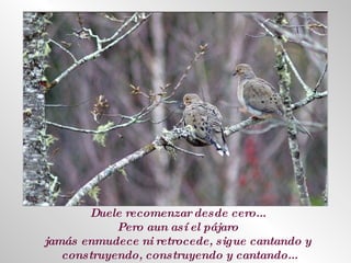 Duele recomenzar desde cero...  Pero aun así el pájaro  jamás enmudece ni retrocede, sigue cantando y  construyendo, construyendo y cantando... 