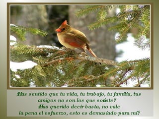 ¿Has sentido que tu vida, tu trabajo, tu familia, tus amigos no son los que soñaste?  ¿Has querido decir basta, no vale la pena el esfuerzo, esto es demasiado para mí?  