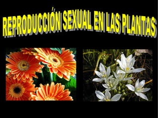 REPRODUCCIÓN SEXUAL EN LAS PLANTAS 