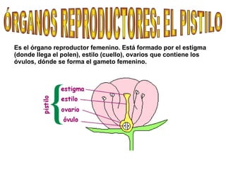Es el órgano reproductor femenino. Está formado por el estigma (donde llega el polen), estilo (cuello), ovarios que contiene los óvulos, dónde se forma el gameto femenino. ÓRGANOS REPRODUCTORES: EL PISTILO 