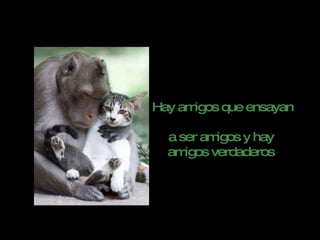 Hay amigos que ensayan  a ser amigos y hay  amigos verdaderos  