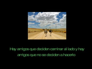Hay amigos que deciden caminar al lado y hay amigos que no se deciden a hacerlo   