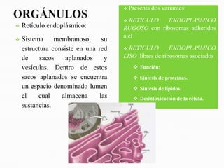   Presenta dos variantes:
                                       RETICULO    ENDOPLASMICO
   Retículo endoplásmico:            RUGOSO con ribosomas adheridos
                                      a él
   Sistema     membranoso;      su
    estructura consiste en una red     RETICULO        ENDOPLASMICO
    de     sacos    aplanados     y   LISO libres de ribosomas asociados
    vesículas. Dentro de estos              Función:
    sacos aplanados se encuentra            Síntesis de proteínas.
    un espacio denominado lumen             Síntesis de lípidos.
    el    cual    almacena      las         Desintoxicación de la célula.
    sustancias.
 