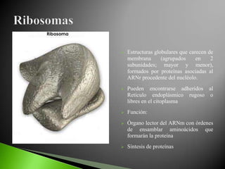    Estructuras globulares que carecen de
    membrana       (agrupados     en    2
    subunidades; mayor y menor),
    formados por proteínas asociadas al
    ARNr procedente del nucléolo.
   Pueden encontrarse adheridos al
    Retículo endoplásmico rugoso o
    libres en el citoplasma
   Función:
   Órgano lector del ARNm con órdenes
    de ensamblar aminoácidos que
    formarán la proteína
   Síntesis de proteínas
 